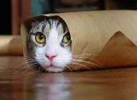 /album/mundo-animal/kitty-paper-roll-jpg1/