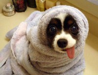 /album/mundo-animal/puppy-towel-roll-jpg1/