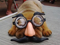 /album/mundo-animal/a002000547-jpg/