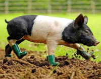 /album/mundo-animal/funny-stylish-pig-jpg/