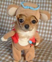 /album/mundo-animal/dog-costume-jpg/