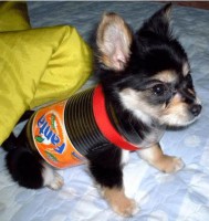 /album/mundo-animal/dog-inside-fanta-bottle-2-jpg/